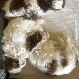 Shih Tzu Puppies from Puddle Jumpers Shih Tzus