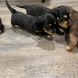 Dachshund Puppies from Tippecanoe Mini Dachshund