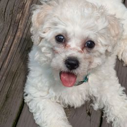 Girl number 1, Teal Collar - White female Bichon Frise puppy in Holt, Michigan from JMs Bichons