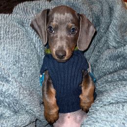 Diesel - Dachshund
