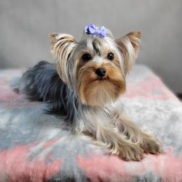 Cat - Yorkshire Terrier