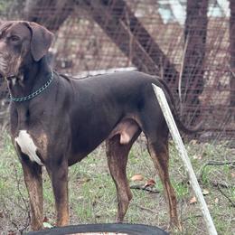 Colton - Great Dane