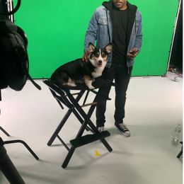 Pembroke Welsh Corgi Puppies from Outlands Corgis