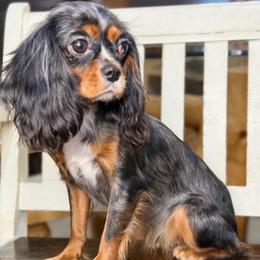 Queen - Cavalier King Charles Spaniel