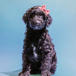 Aussiedoodle and Labradoodle Puppies from Doodles on Duty