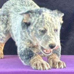 L64-03 - Blue mottled male Australian Cattle Dog puppy in Sheridan, Oregon from 6pk Cattledogs