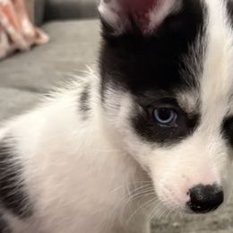 Pomskies and Siberian Huskies from Blue Mini Wolfz Kennel