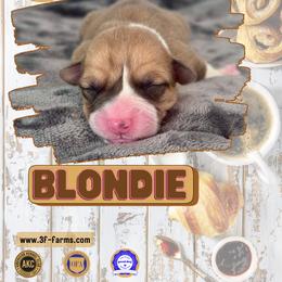 Blondie - Red female Pembroke Welsh Corgi puppy in Elberta, Utah from 3F Farms- Pembroke Welsh Corgis and Irish Wolfhounds