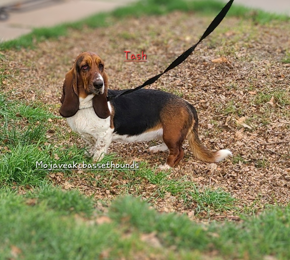 Tash - Basset Hound
