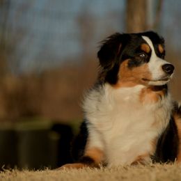 Bird - Toy Australian Shepherd