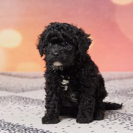 Jude - Black and white male Cavapoo puppy in Apple Creek, Ohio from Grandeur Valley Puppies