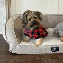 Remy - Yorkshire Terrier