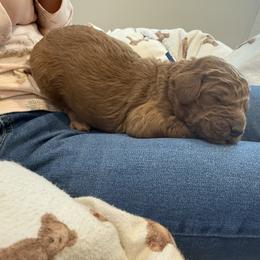 Blue Collar - Red  male Poodle puppy in Orange, Connecticut from Shamrock’s Poodles