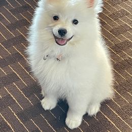 American Eskimo Dog Puppies from Soleil American Eskimos