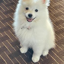American Eskimo Dog Puppies from Soleil American Eskimos