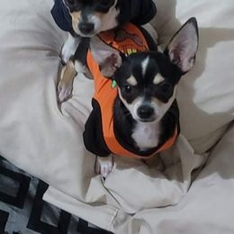 Chihuahua Puppies from Baxters Chihuahuas