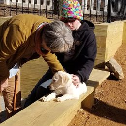 Labrador Retriever Puppies from Roxanne Lee