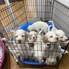 Clumber Spaniel Puppies from Lemontree Clumbers