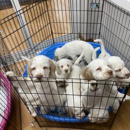 Clumber Spaniel Puppies from Lemontree Clumbers