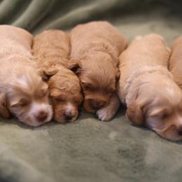 Australian Labradoodle Puppies from Majestic Labradoodles