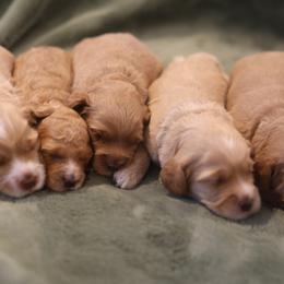 Australian Labradoodle Puppies from Majestic Labradoodles