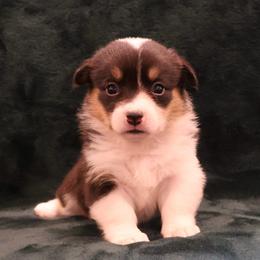 Peck - Black and tan female Pembroke Welsh Corgi puppy in Arcanum, Ohio from Weissway Corgis