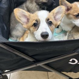 Dottie - White and red female Pembroke Welsh Corgi puppy in Clear Spring, Maryland from Rose Petal Farm