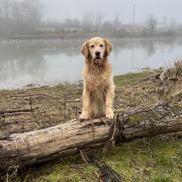 Pixie - Golden Retriever