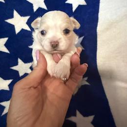 Winfred - Cream and white female Chihuahua puppy in Dime Box, Texas from Color Me Crazy Chihuahuas