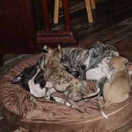 Whippet Puppies from Wise Heart Whippets
