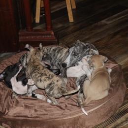 Whippet Puppies from Wise Heart Whippets