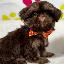 Girl 1 - Chocolate and tan female Shih Tzu puppy in Los Angeles, California from For the Love of Shih Tzus
