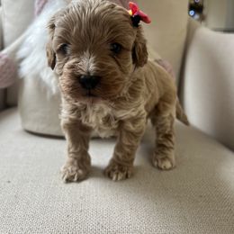 Cavapoo, Cockapoo, Goldendoodle, and Maltipoo Puppies from Perdue Puppies