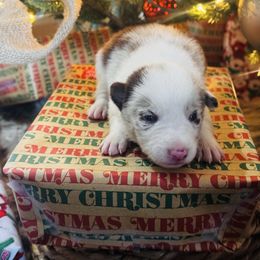 Latch x Lassie - Boy 2 - Red Merle - Red merle male Border Collie puppy in Minden, Iowa from Rocking N Registered Border Collies & Labradors