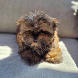 Sally - Brindle female Shih Tzu puppy in Jenks, Oklahoma from Noble Shih Tzu