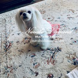 Teffi - Maltese
