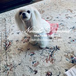 Teffi - Maltese