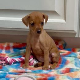 Video Farrah - Stag red female Miniature Pinscher puppy in Eatonton, Georgia from TNT Puppies