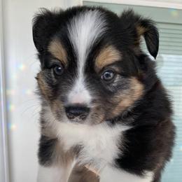 Triumph - Black tri female Miniature Australian Shepherd puppy in Marysville, Washington from Garay Mini Aussies