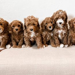 Goldendoodle Puppies from Ritzy Creek Doodles