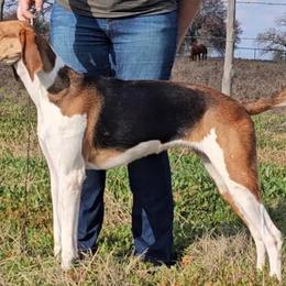 American Foxhounds from Katlynn Carlton