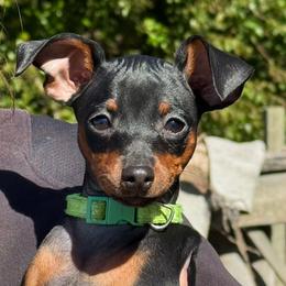 Miniature Pinscher Puppies from DeLeeuw Family Miniature Pinschers