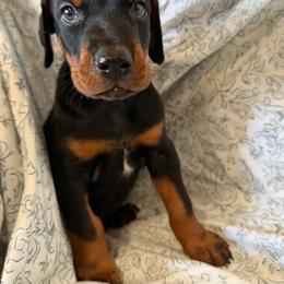 Maverick - Black and rust male Doberman Pinscher puppy in Peru, Indiana from De luxe dobermans