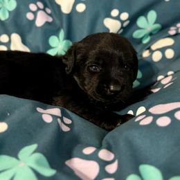 Light Pink Collar - Black female Labrador Retriever puppy in Somerset, California from Cantina Labs and Cavs