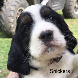English Springer Spaniel Puppies from Georgia's Springers