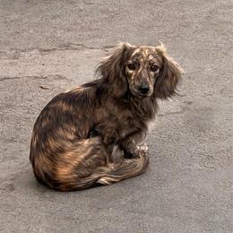 Maddy - Dachshund