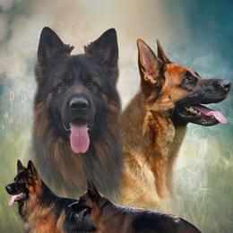 German Shepherds from Vom Haus Rae
