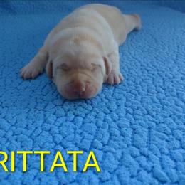 Frittata (Yellow Collar) - Yellow female Labrador Retriever puppy in Prince George, Virginia from Kingdom Kenelz Labradors