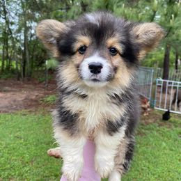 American Corgi and Pembroke Welsh Corgi Puppies from Grassy Lake Corgis