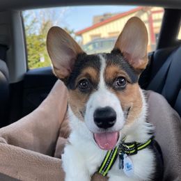 Cocker Spaniel and Pembroke Welsh Corgi Puppies from Sunflower Farms